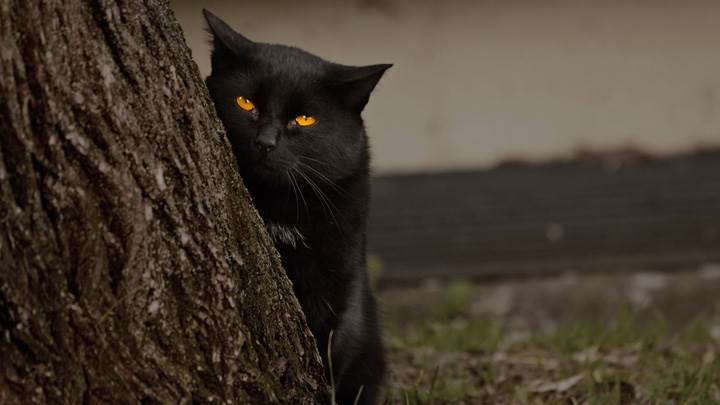 Dangerous Black Cat And Yellow Eyes